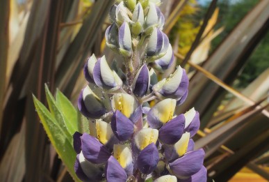 Lupinus polyphyllus Gallery® Bicolor yellow and blue 