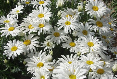 Chrysanthemum leucanthemum White Breeze