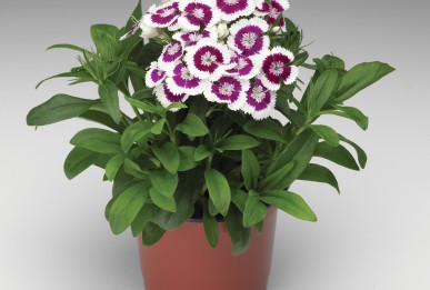 Dianthus x barbatus  Diabunda® Purple Picotee