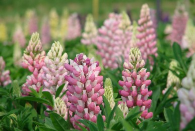 Lupinus polyphyllus Mini Gallery Bicolour Rose and White