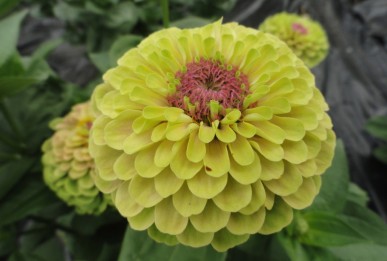Zinnia elegans Queeny Lime with Blotch