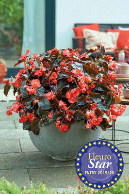 266x400 Begonia x hybrida Viking Red on Chocolate+logo