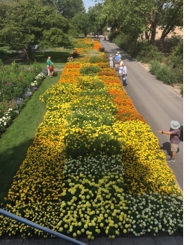 Almost 150 varieties of Marigold