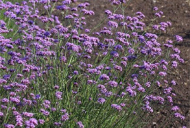 Verbena bonariensis 'Purple Blue'