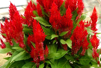 Celosia plumosa Flamma Red