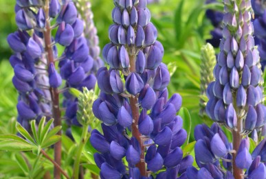 Lupinus polyphyllus Gallery Pure Blue