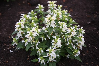 Nepeta subsessilis Snow Panther