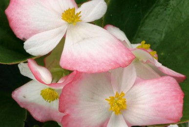 Begonia semperflorens Volumia Rose Bicolor