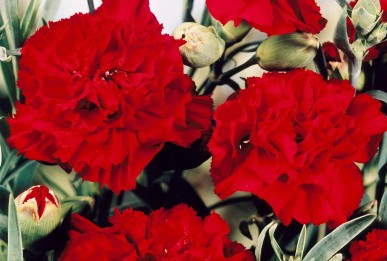 Dianthus caryophyllus  Crimson Knight