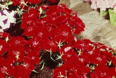 Dianthus chinensis  Crimson Charms
