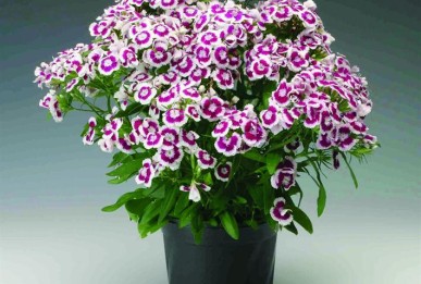 Dianthus x barbatus  Diabunda® Purple Picotee
