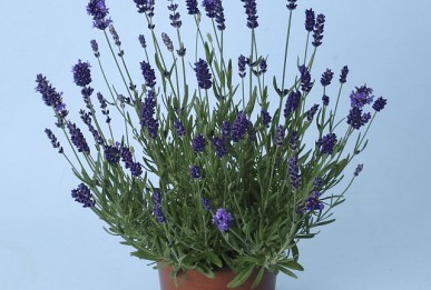Lavandula angustifolia Ellagance Purple